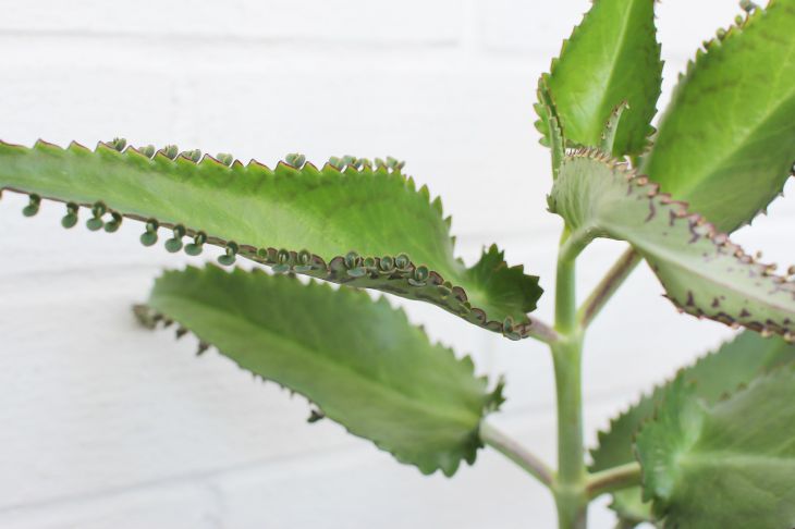 Kalanchoe