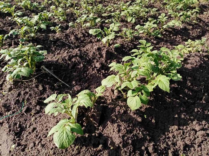 Plantas, huerta.