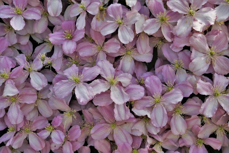 Clematis