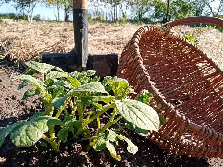 planta de semillero