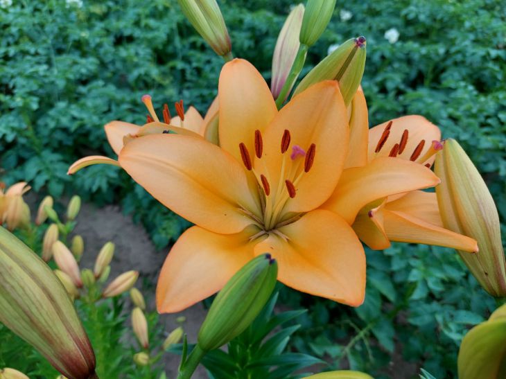 Lilies