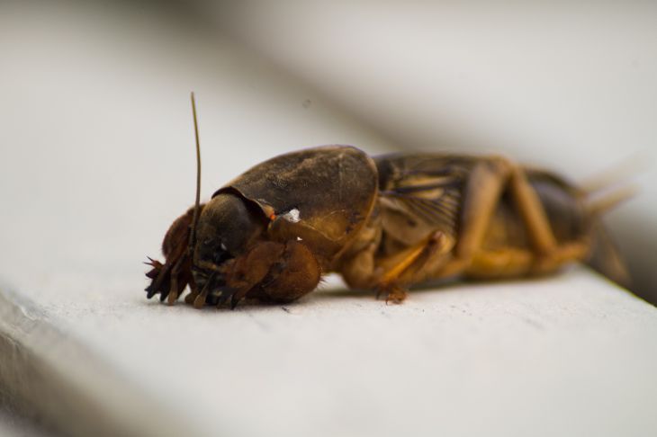 Mole cricket