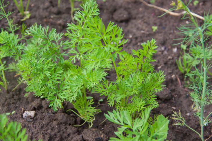 Carrots, beds