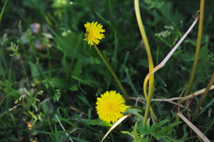 Mauvaises herbes