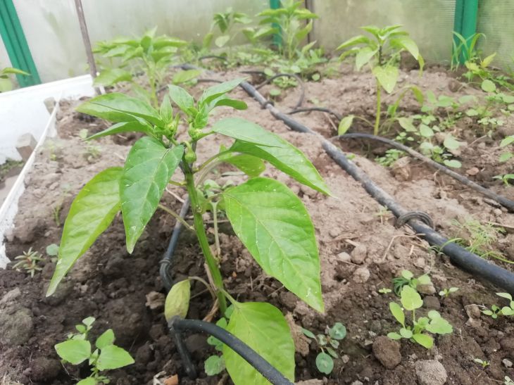 Seedlings, plants