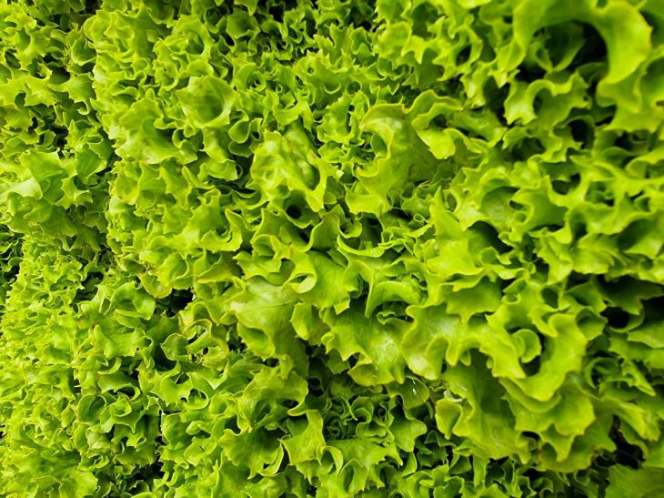 Salade de légumes verts