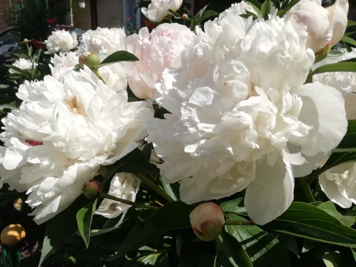 Peonies