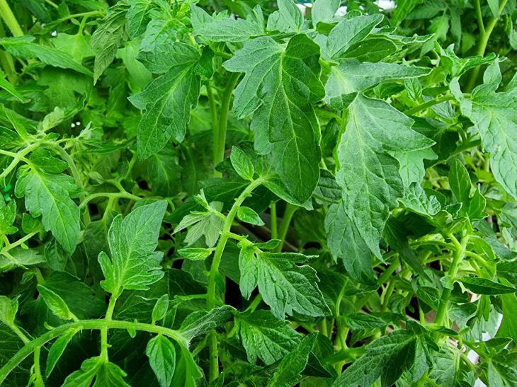 Tomatoes, seedlings