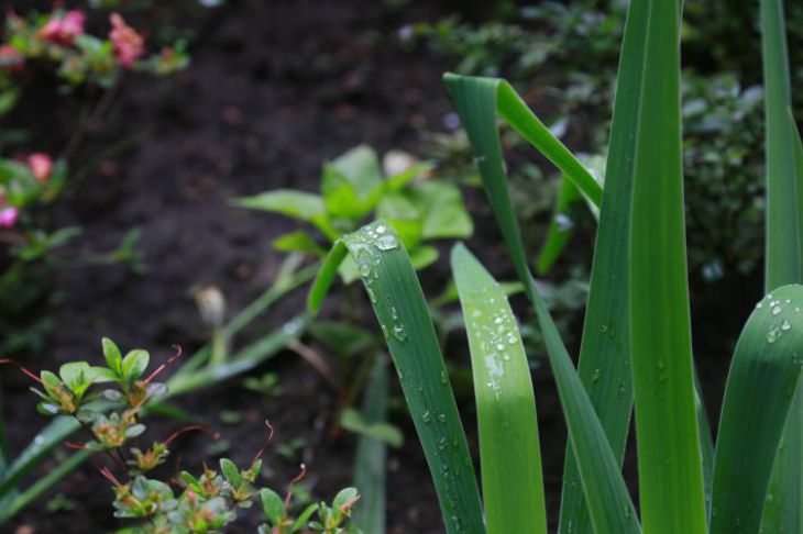 Plants