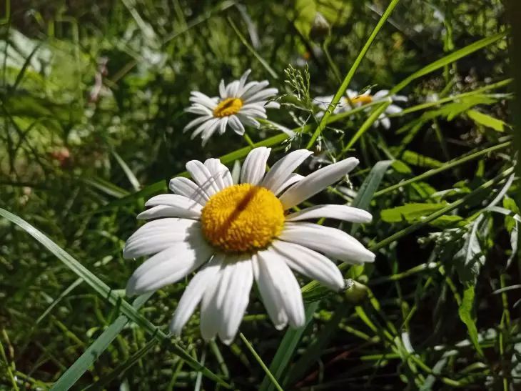 chamomile