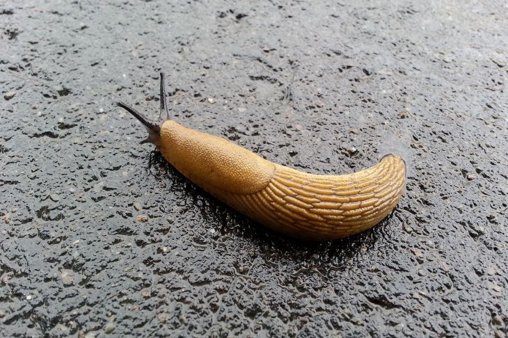 Slug