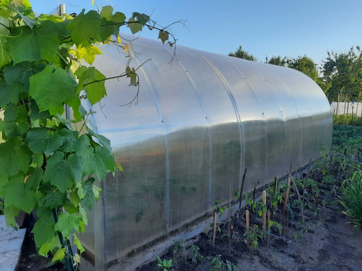 Greenhouse, vegetable garden