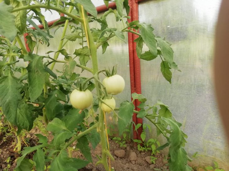 Tomaten, Tomaten