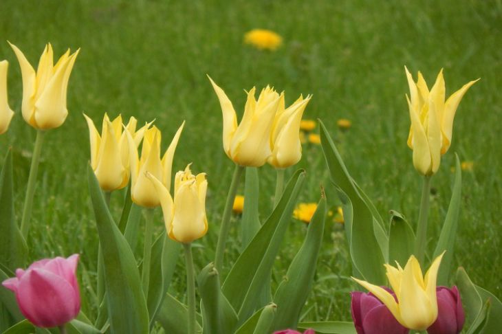 Tulipes