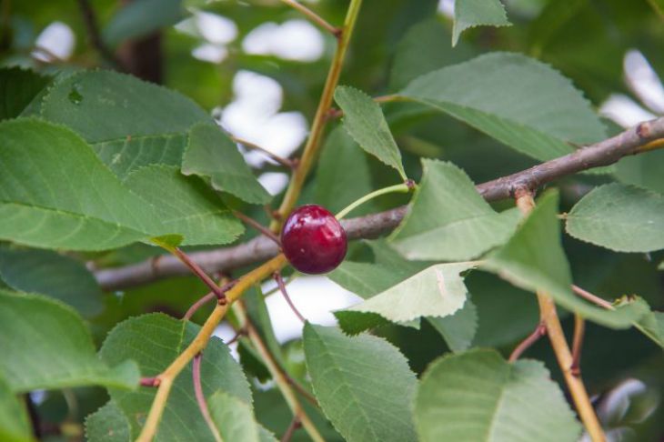 Cherry, tree