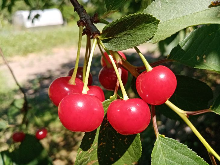 Berries