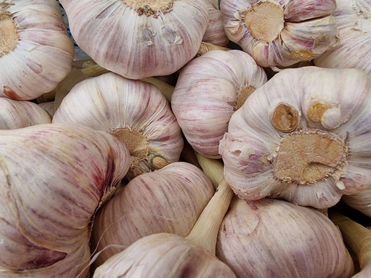 Garlic