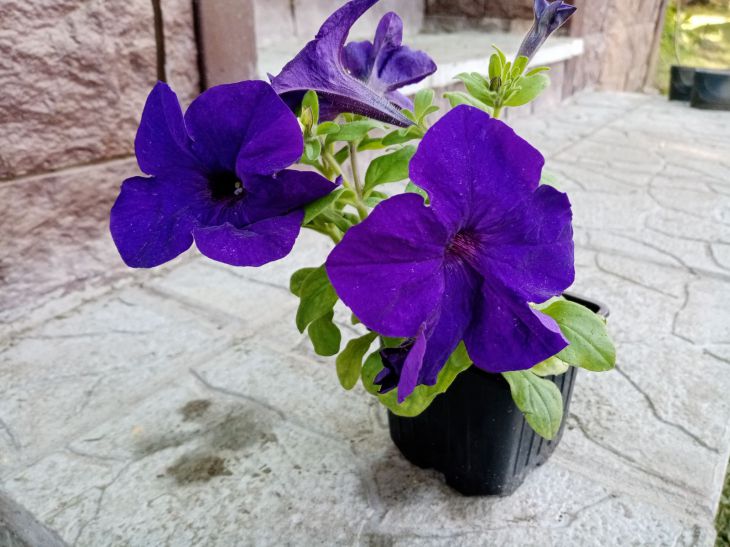 Petunias