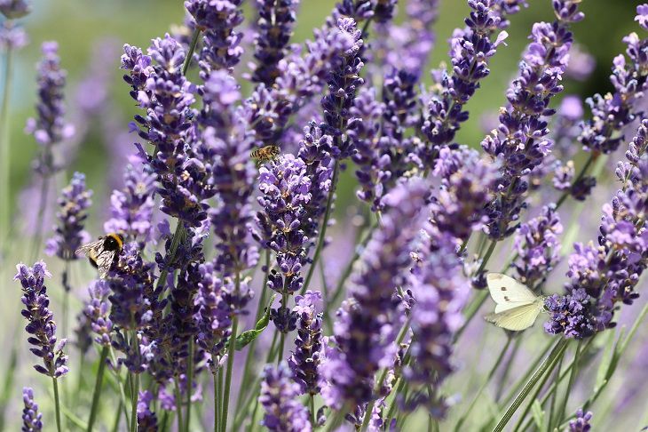 Lavendel