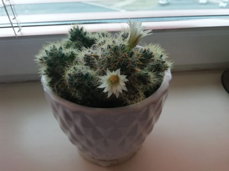 Cactus