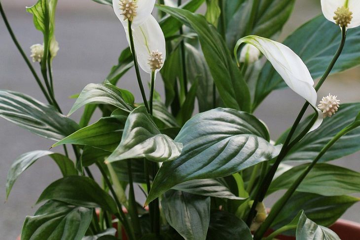 Spathiphyllum