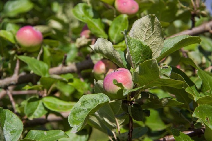 Manzana