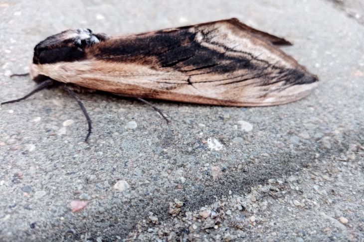 Insect Moth