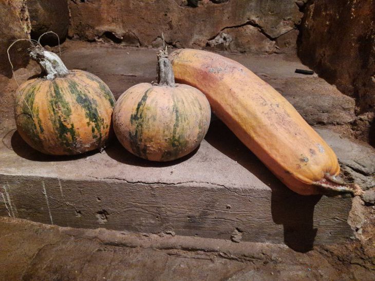 calabaza