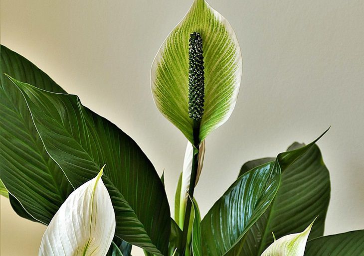 Spathiphyllum