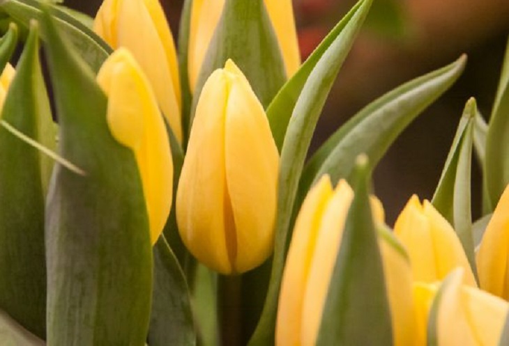 Tulipes