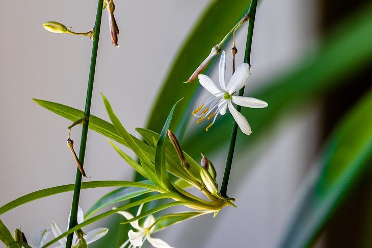 Chlorophytum