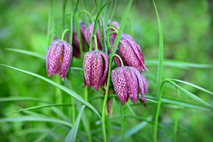 Hazel grouse