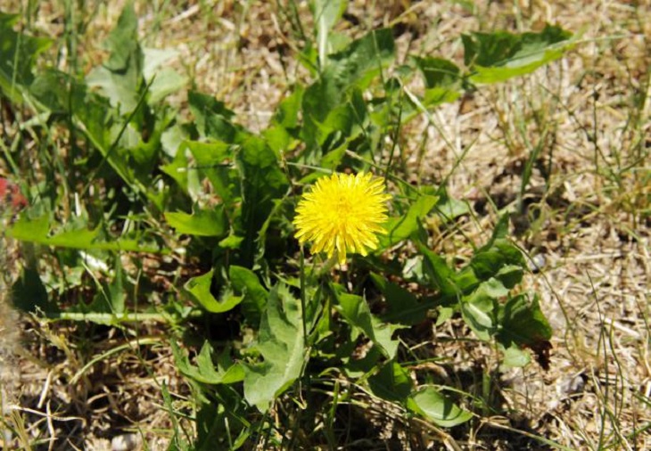 Dandelion