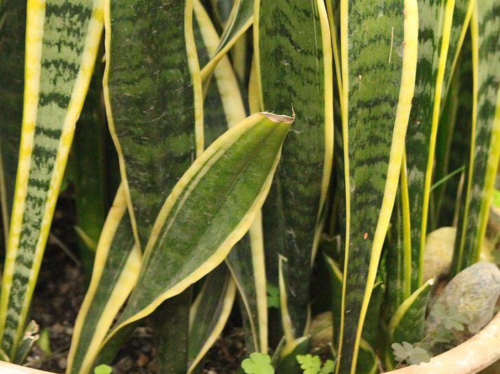 Sansevieria 