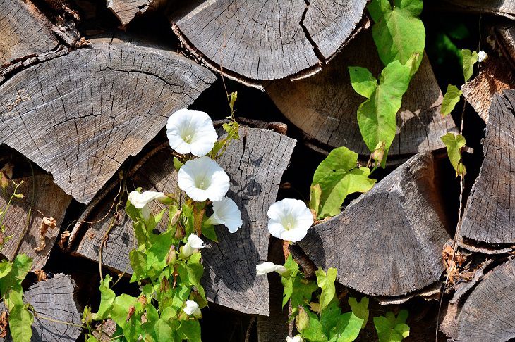 Bindweed