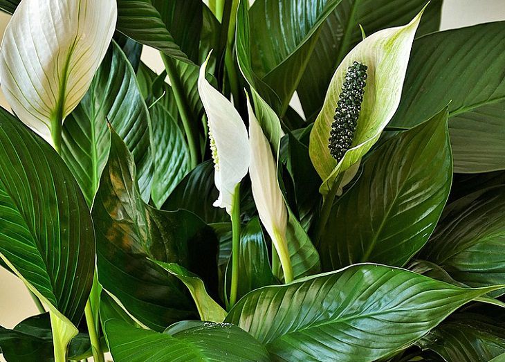 Flowers, plants