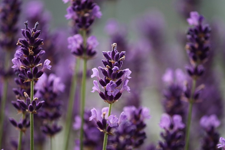 Lavanda