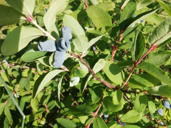 Honeysuckle