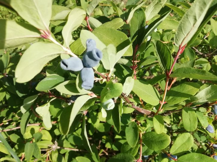 Honeysuckle Berries