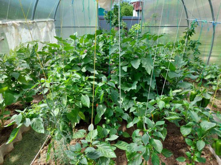 Seedlings Greenhouse