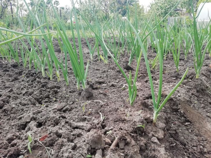 Potager d'oignons