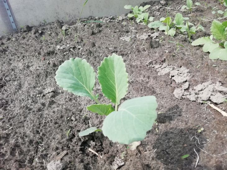 Cabbage Seedlings