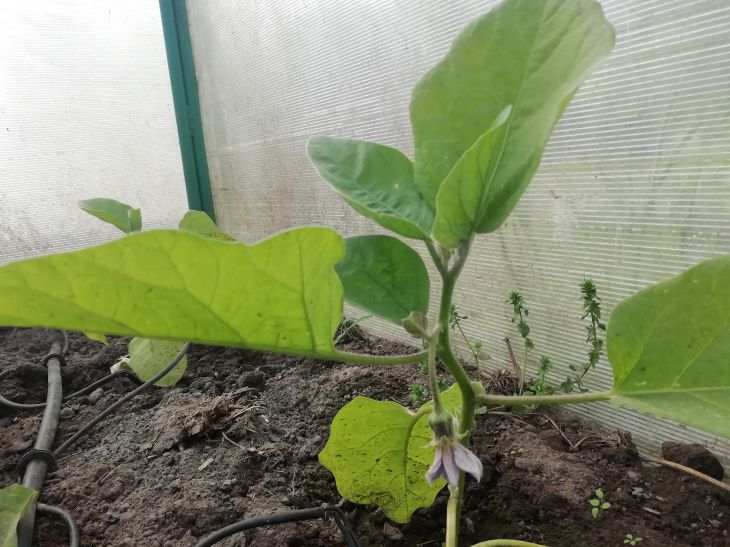 Eggplant Seedlings