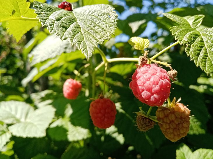 Framboise