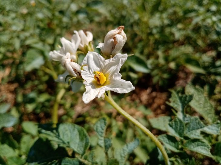 Potatoes are blooming