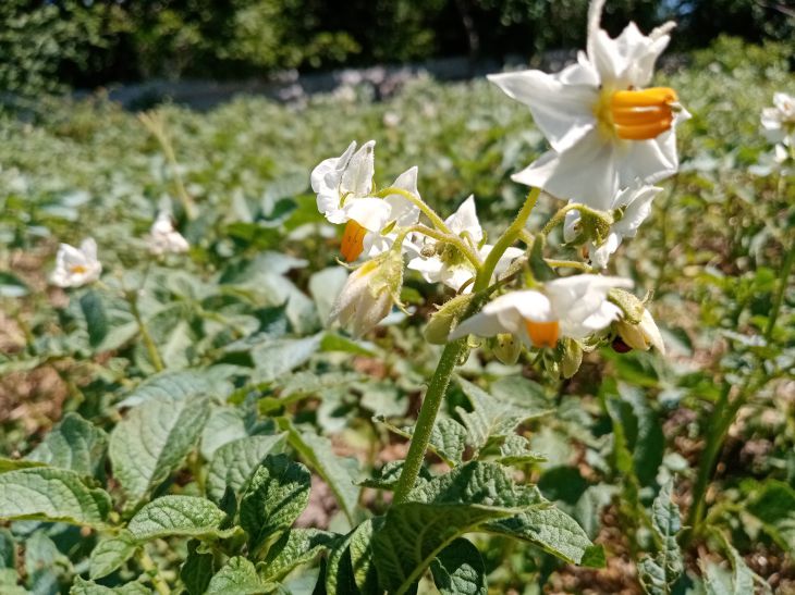 Fleurs de pomme de terre