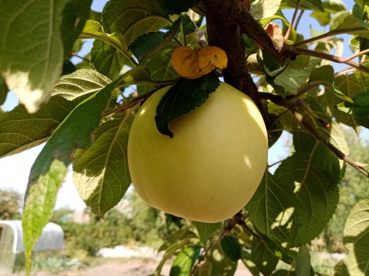 Apple tree Apple