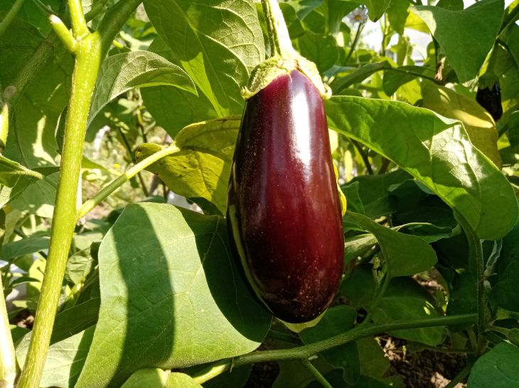 Aubergine