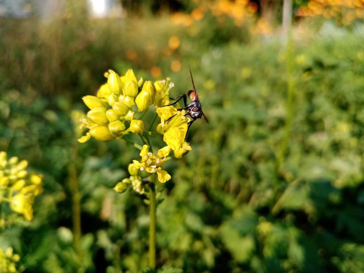 Mustard Green manure