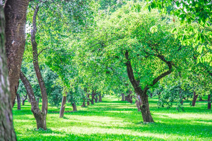 árboles de jardín